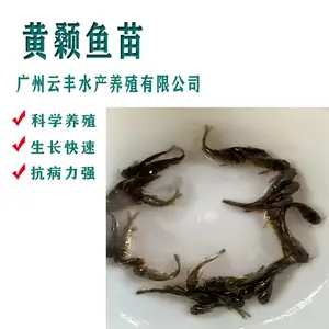 黄颡鱼苗养殖咨询 云丰苗场常年出售淡水鱼苗 杂交黄辣丁鱼苗