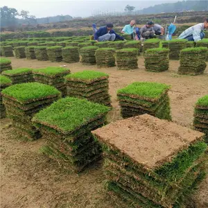 马尼拉草皮基地 绿化草皮卷 台湾二号草