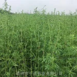 ������ĸ������
