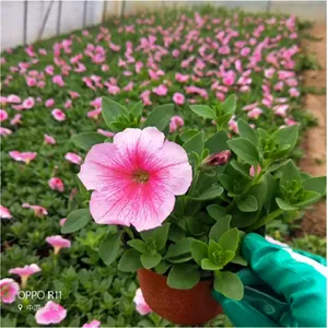 草坪批发 草花供应商 苗木批发