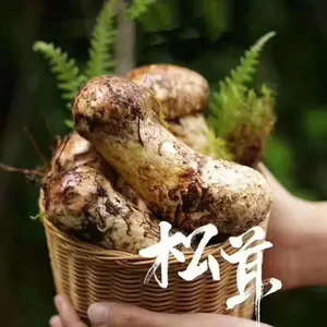 彝山香常年批发云南特产冰鲜松茸冰冻未开伞菇6-8cm松茸菌
