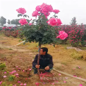 ������������¼�������-��ǽΧ��-�ٱ��ʺ��¼�С��