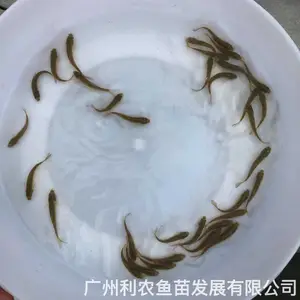 �ӽ����Ʊ����������� �������������� 4-6����