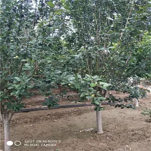 山东8公分西府海棠是9公分西府海棠厂家