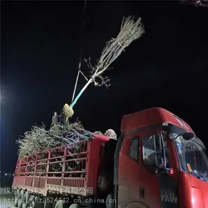 ���ֲ�Ҷ԰�� ��Ҷ���ͺ���ǿ ������Ҷ�� ԰����ֲ
