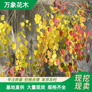 ��·�̻�ľ���� ������԰��ֲ�� ͥԺ�쾰������ֲ�� �е���