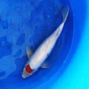 南浔锦鲤鱼 锦鲤鱼批发 锦鲤渔场直销