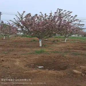 ����ũҵӣ���� �컨��Ҷ��ľ�̻��� ����ӣ����