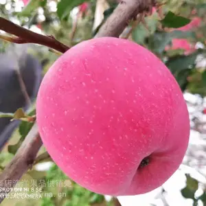 烟台苹果龙山店红富士代购销