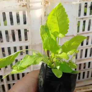 山东地被鼠尾草批发地址,蓝花鼠尾草杯苗价钱