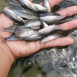 内蒙陕西养鱼的!草鱼鲤鱼花鲢,源头渔场没有中间商