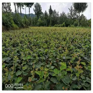 ����⨺�����⨺�����ͼƬ ����⨺����� 0.5����⨺���������