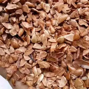 正宗红油香椿种子供应 产地香椿种子价格