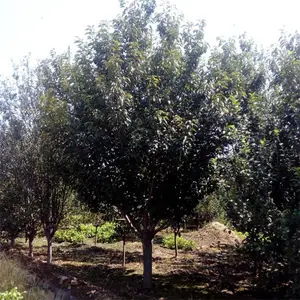 �߸�����ӣ3����-4���ָ߸�ӣ��5������ӣ-6����ӣ����