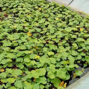˯�� ���Ժɻ� ˮ��ֲ��Ʒ�ֶ��� ����԰���̻�˯����