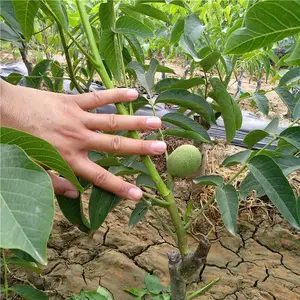供应嫁接核桃苗当年结果 1米高以上薄皮香玲 8518核桃苗现挖现卖