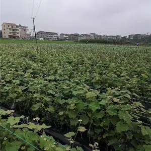 早夏无核葡萄苗***格-善田苗木专业培育基地