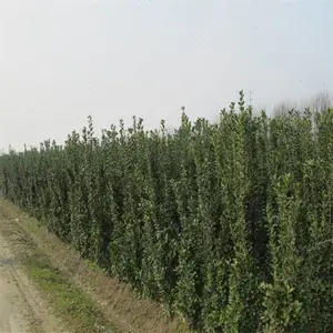 北海道黄杨树苗,高度1.5米,1.8米2米北海道黄杨,各种规格