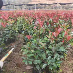 红叶石楠杯苗绿化小区