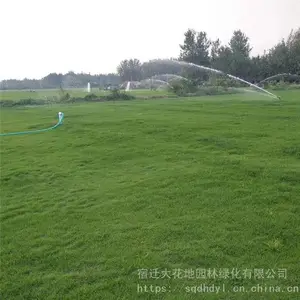 出售 四季青草坪 果岭草皮 马尼拉矮化草 别墅 操场 护坡用