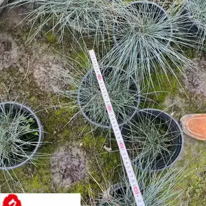 蓝羊茅盆苗杯苗批发 多年生四季常绿 花境花坛观赏草 量大价优