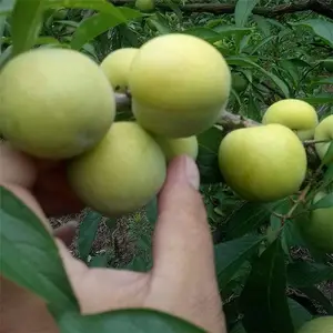 ˧����ľ һվ���� ������������ ���ż��� �챦ʯ������
