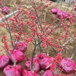 北美冬青的品种特性介绍40、50、60、70公分北美冬青苗