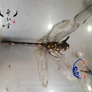��������ѽ����г�