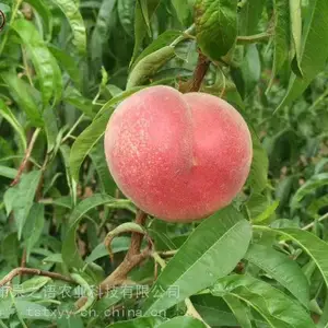 ��������ء�˧ʦ�������硢�´��е������ֻ�