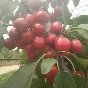 �µ��Ǵ�ӣ������� �µ��Ǵ�ӣ������� �µ��Ǵ�ӣ���缼��