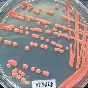 水产用益昊海洋红酵母,对虾、黄鳝、螃蟹育苗