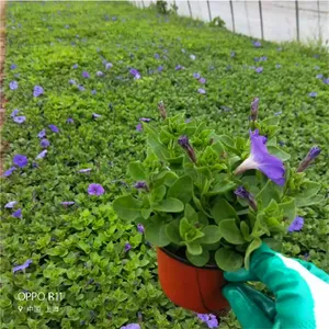 草坪批发 草花供应商 苗木批发