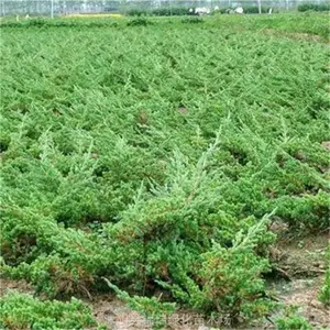 山东铺地柏采购看这里 30公分~80公分铺地柏小苗便宜又多 图文