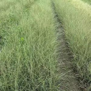 ����â���� ����â������ ����â2������ֲ ����â����