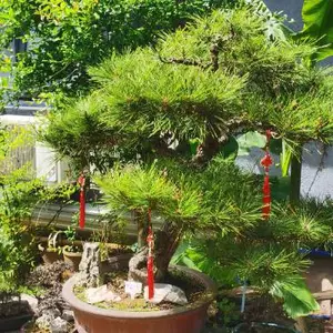 雨花台区酒店绿化施工改建收费 真诚推荐 宜兴市龙崎园林绿化工程供应