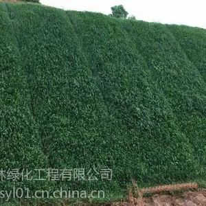 六盘水护坡草种一平方多少钱