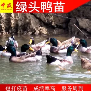 鸭孵化场一手货大种麻鸭苗批发多少钱一只养殖绿头鸭苗价格包打疫苗高成活率