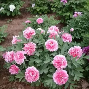 ����ĵ��������ֲ��ʲô��Ҫע����� ����ĵ�����༼��