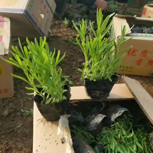 �޸�޹�²���ֲ���� ޹�²���������
