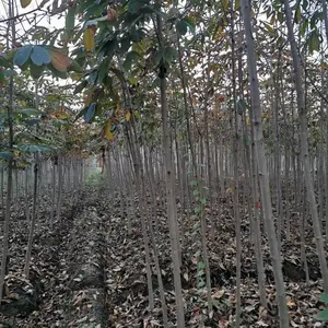 陕西汉中七叶树基地七叶树报价苗圃供应