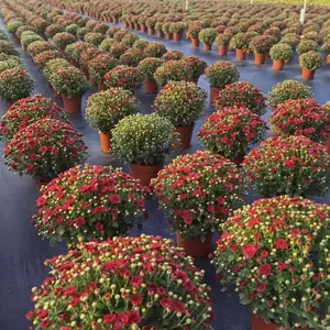 球菊批发基地 成都球菊杯花出售 20-30公分球菊价格