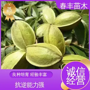 春丰苗木 碧根果三年苗基地生产 品质好 盆栽地栽 效果佳