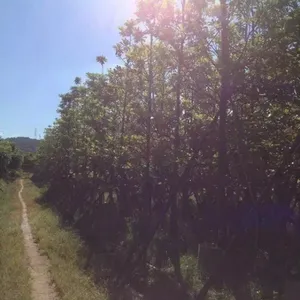 大量供应6-10公分树型优美移栽大叶杜英,大量袋装苗