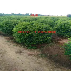 1公分红叶李-红叶李批发-红叶李基地