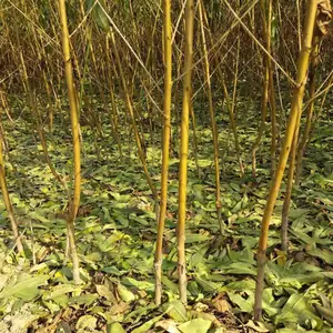 安徽桃树苗***格 毛桃树苗 黄桃苗 梨树苗