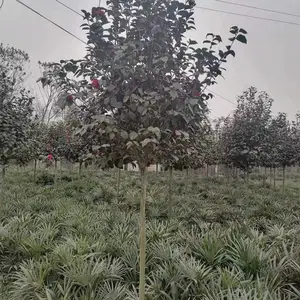 �ɶ��軨�� ������ ���۵ĸ߸˲軨������ ���Ӷ��ܶ�