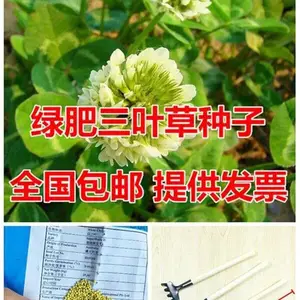 内蒙古包头常青草种草籽专卖批发护坡草坪种草种籽