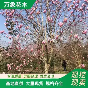 ����ľ��������԰���е�������������ľϲ���ͺ�