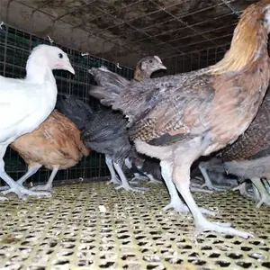 新养殖户选择青年土鸡苗应该注意这几个方面