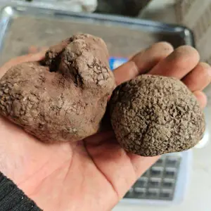 彝山香批发云南新鲜松露 块菌 猪拱菌3-9CM供应